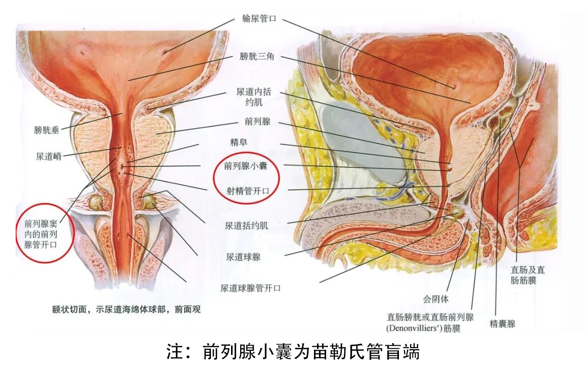 前列腺解剖.jpg