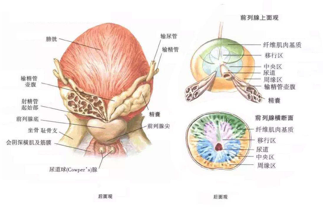 前列腺解剖2.jpg