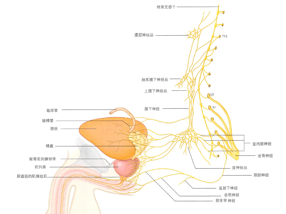 前列腺神经.jpg