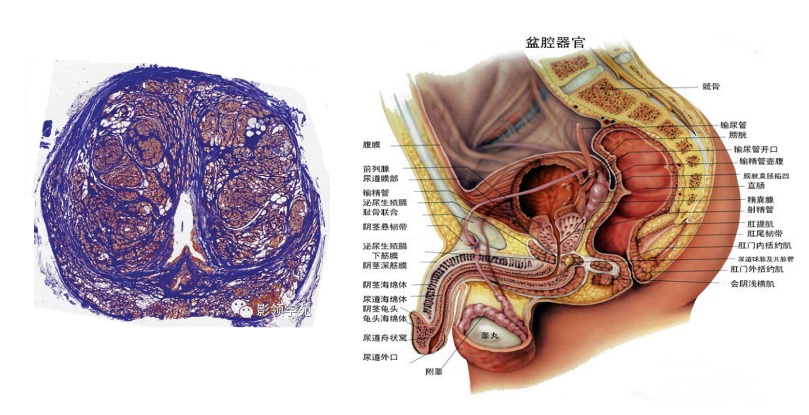 前列腺解剖3.jpg