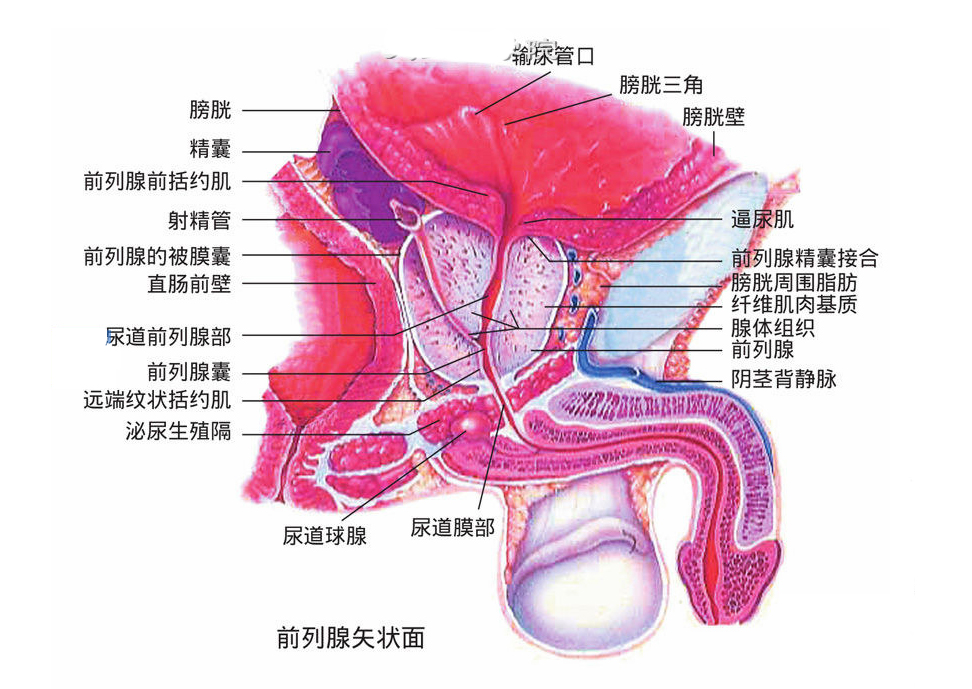 前列腺解剖4.jpg
