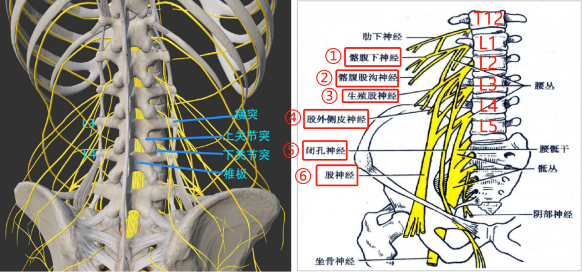 第8种 腰椎超声定位方法,脊柱旁,旁正中、横突间、矢状面 -【今日超声】超声信息,上www.jinrichaosheng.com